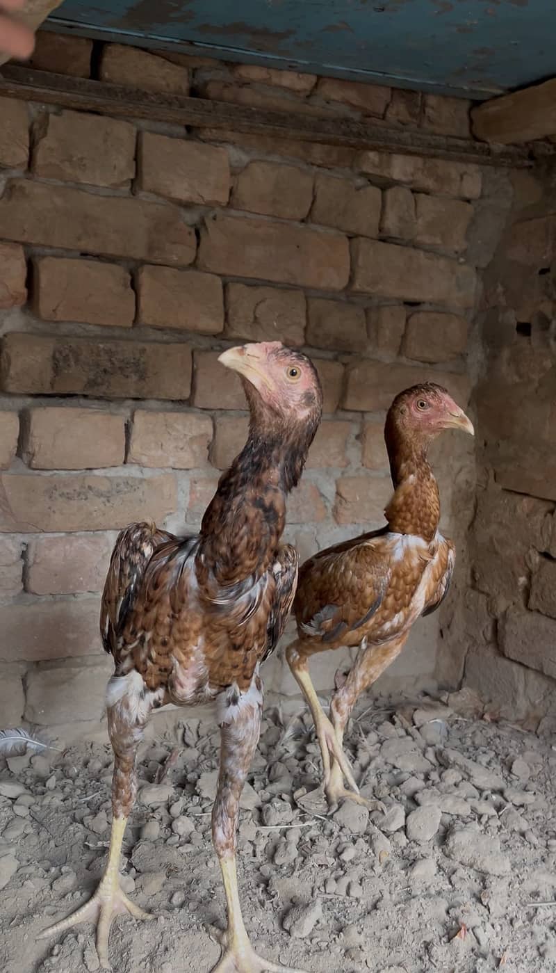 Aseel chicks 2