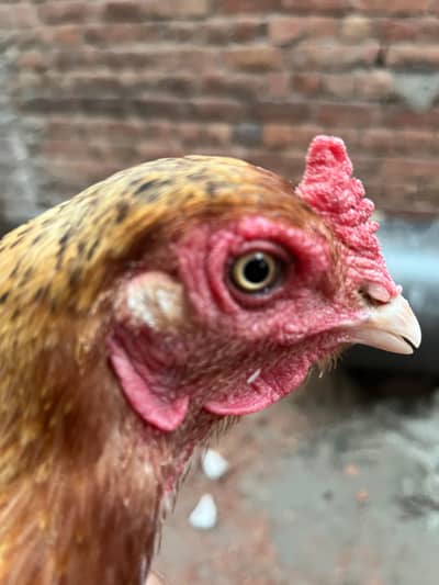 egg laying Hen