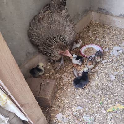 Pakistani Aseel Chicks for Sale  | Mianwali, Sindhi & All Breeds |
