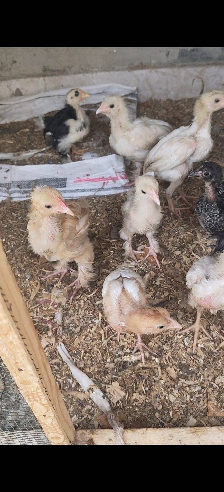 Pakistani Aseel Chicks for Sale | Mianwali, Sindhi & All Breeds ...