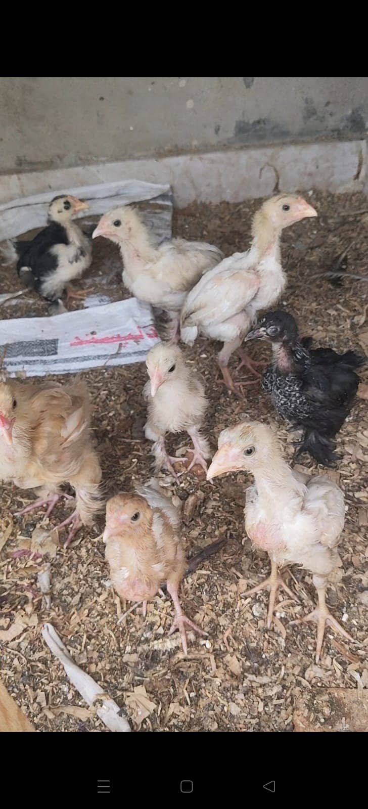Pakistani Aseel Chicks for Sale | Mianwali, Sindhi & All Breeds ...