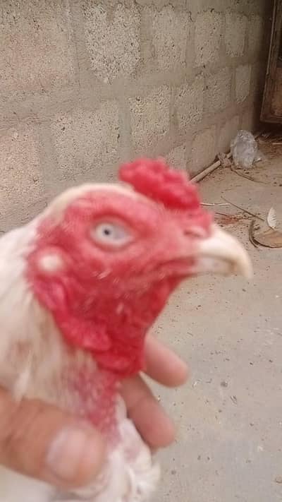 paper White heera 3 aseel pairs heera 2 one lakha