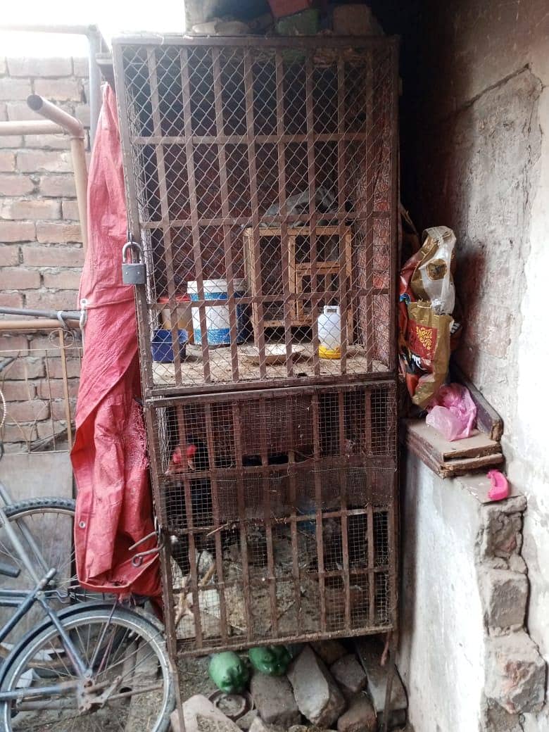 hen cage 1