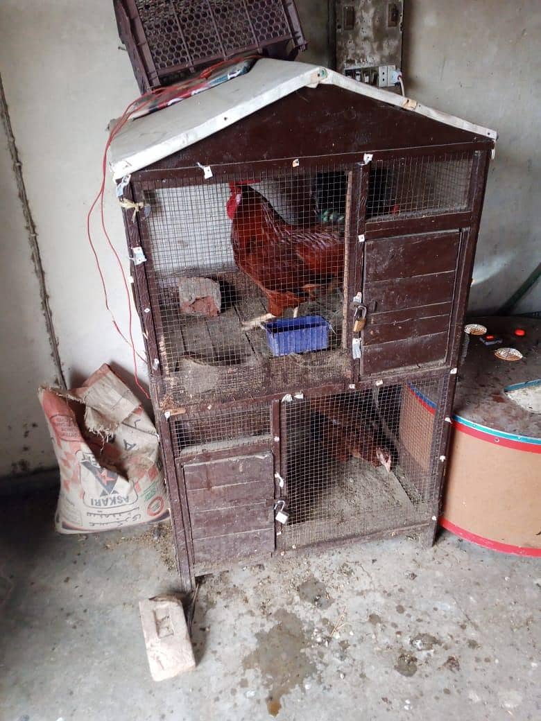 hen cage 2