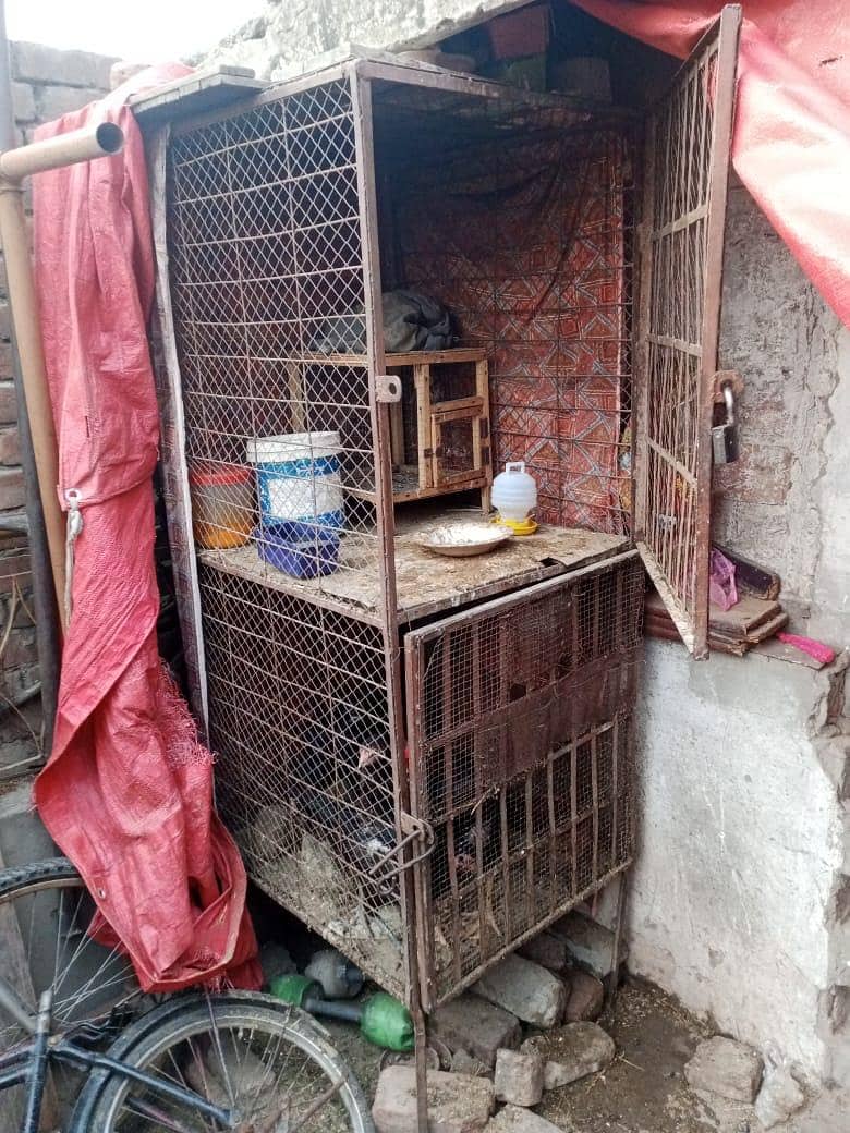 hen cage 4