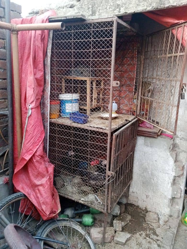 hen cage 5