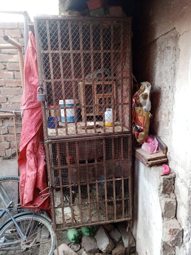 hen cage 6