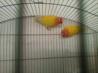 2 pair love birds latno red eyes
