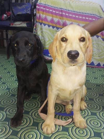 Top Quality Labrador Retriever