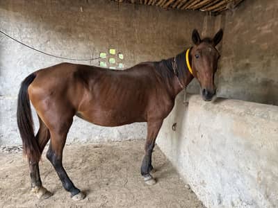 Female horse with his son