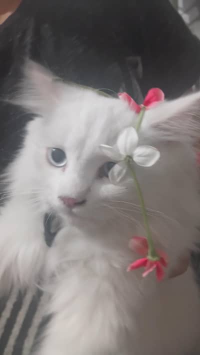white double coat persian cat with water blue eyes