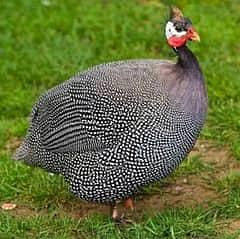 Guineafowl 0