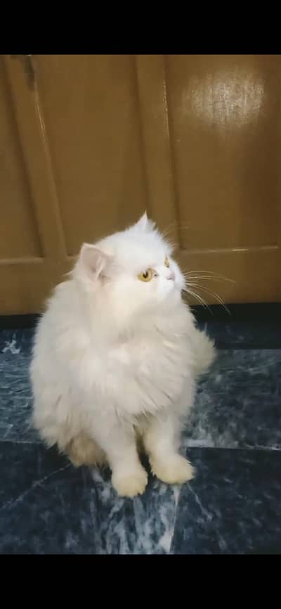 triple coted punch face female