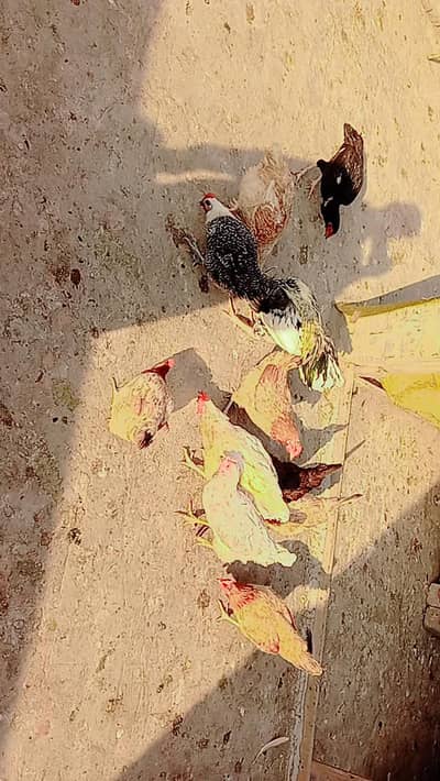 Desi Murghiya