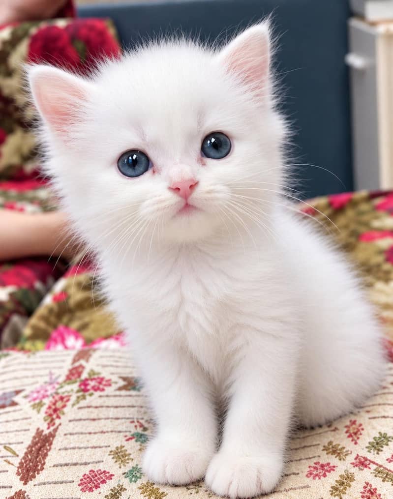 homebreed kittens 1