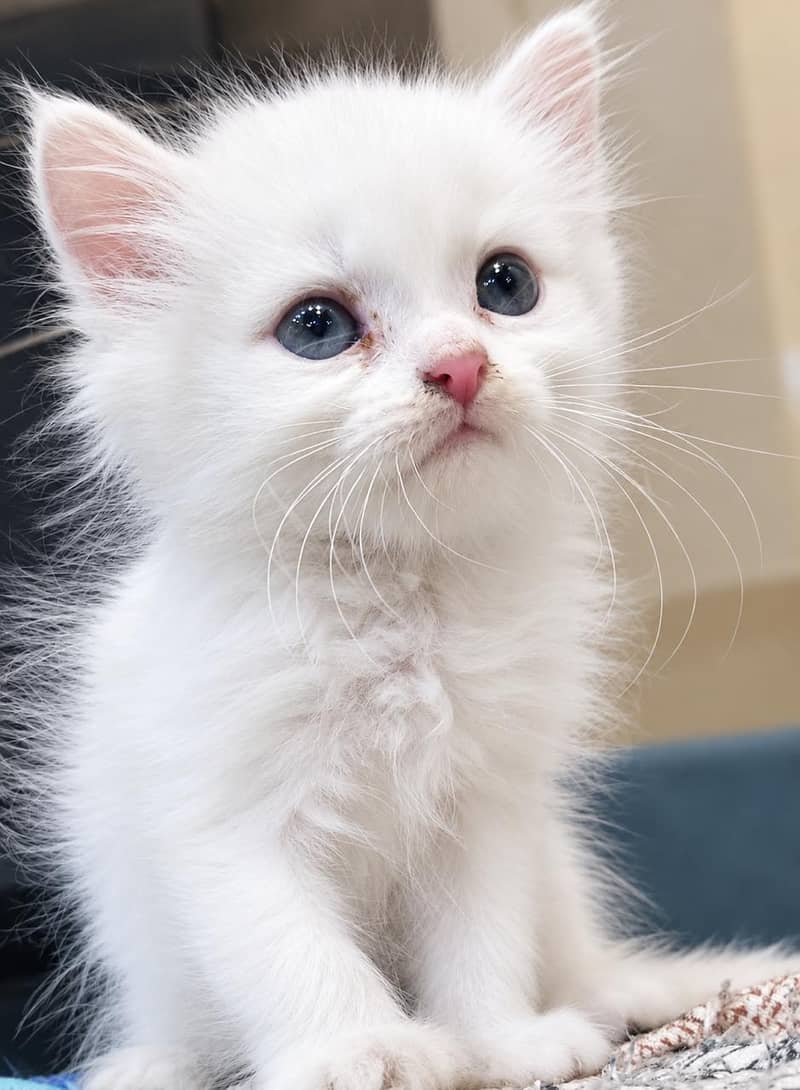 homebreed kittens 2