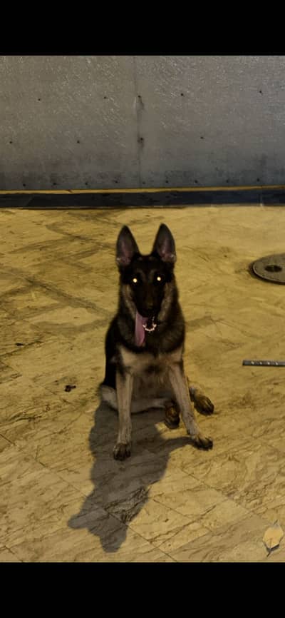 Double coat gsd female