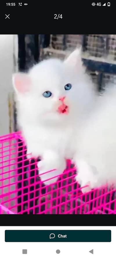 Persian cat 2 month age vaccinated