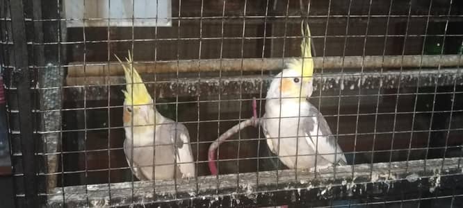 cocktail pair for sale