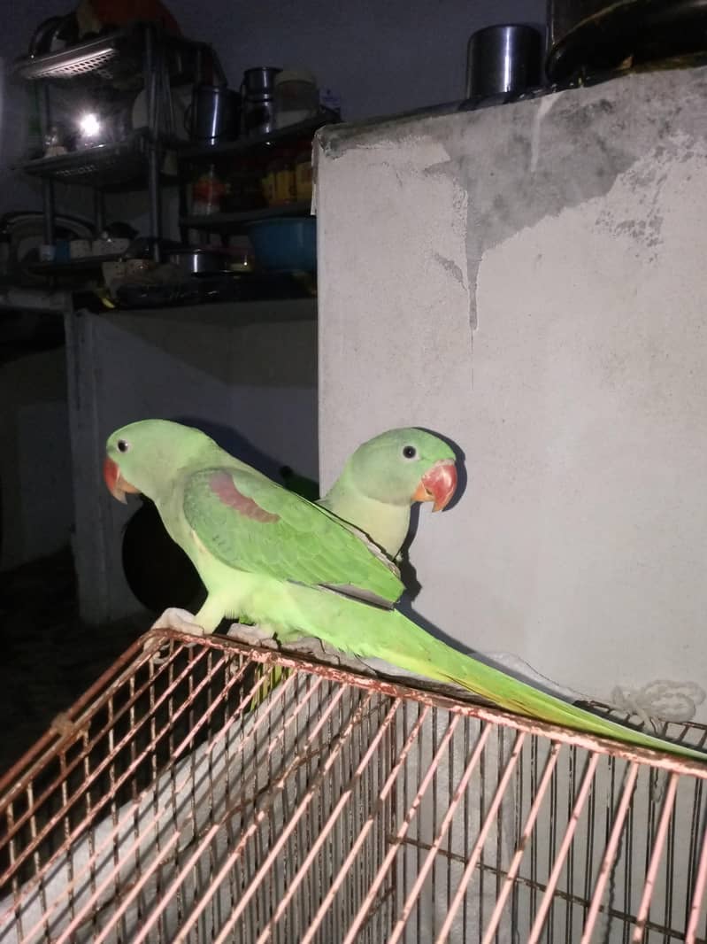 raw parrot pair 0