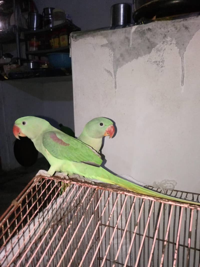 raw parrot pair 1