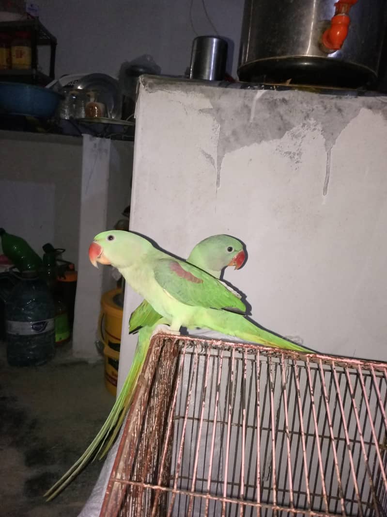 raw parrot pair 2