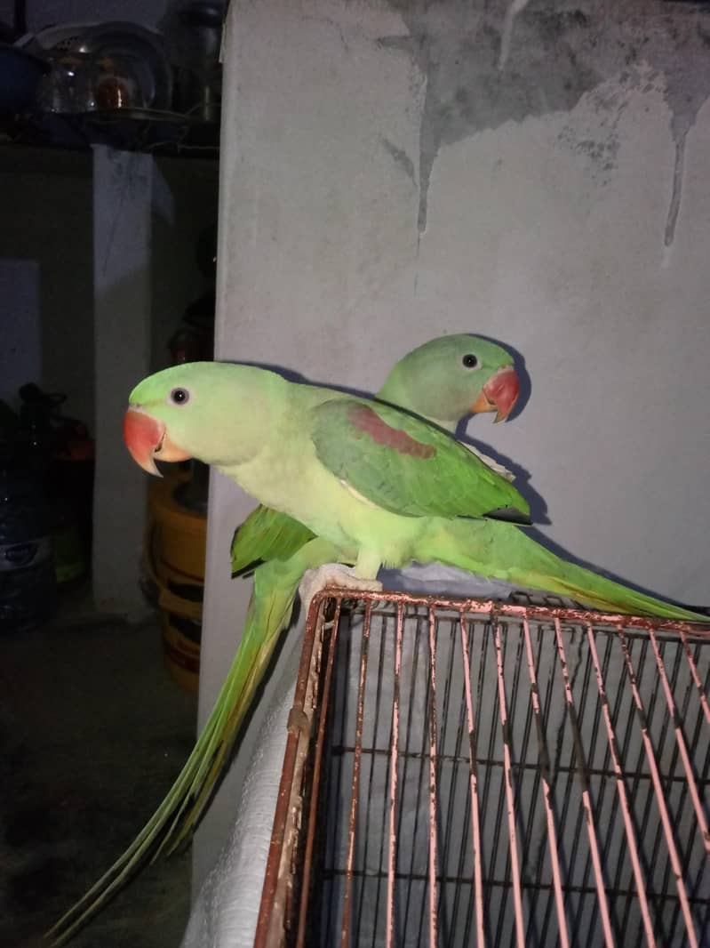 raw parrot pair 3