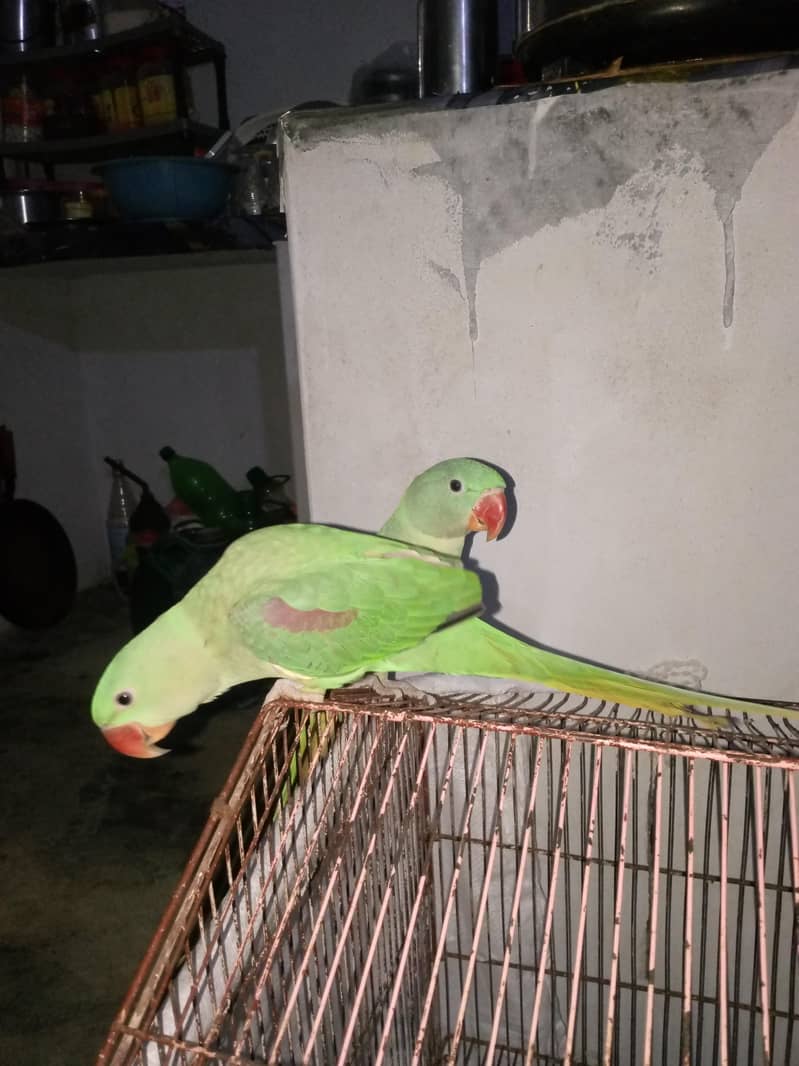 raw parrot pair 4