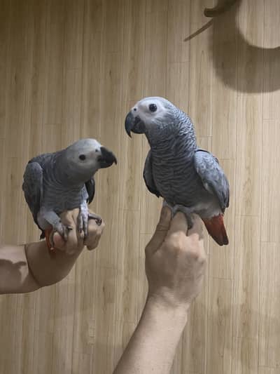 African Grey Parrot