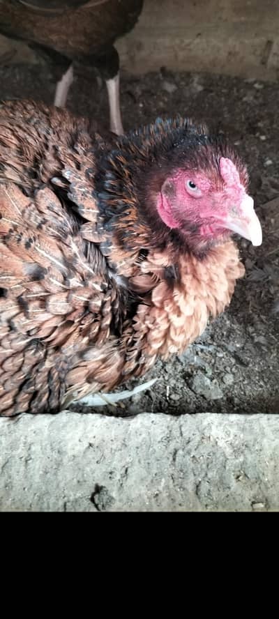kurak hen kurak female kurak madi