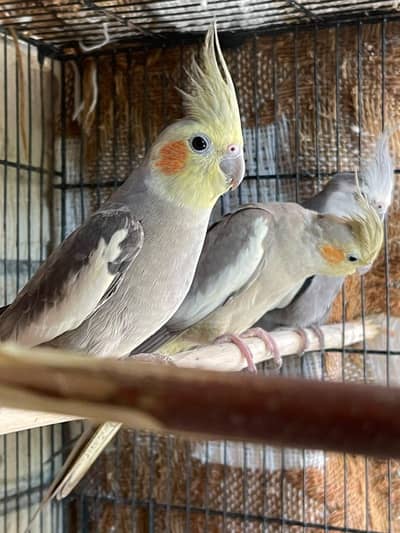 bredear pair cocktail eggs laking ak pair ha sath ak female ha