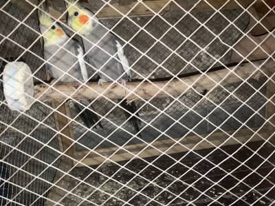 Pair of Parrots for Sale in Hyderabad