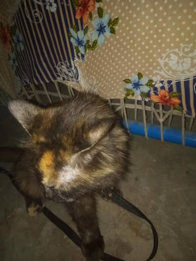 beautiful pearsion cat dark brown