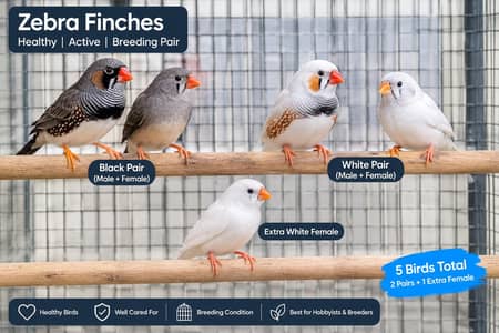 Undersize Finches for Sale Black & White Pairs + Extra White Female