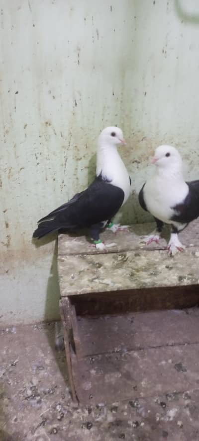 karbalai pair for sale