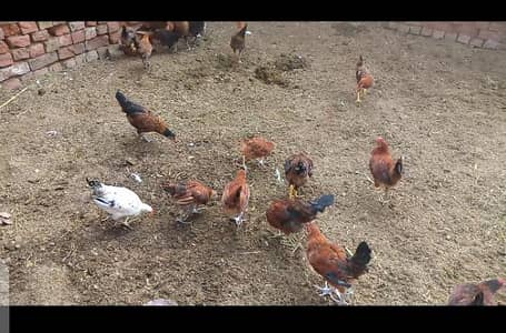 golden misri chozay for sale per kg RS. 1000