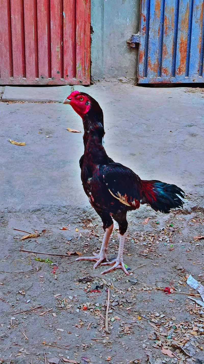 Aseel lakha patha 0