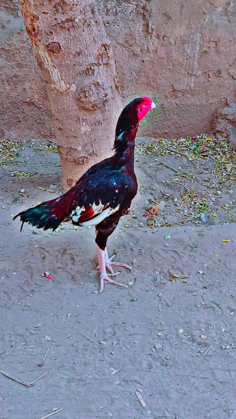 Aseel lakha patha 1
