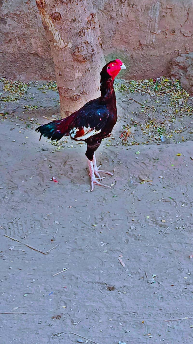 Aseel lakha patha 2