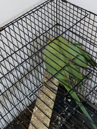 parrot pair