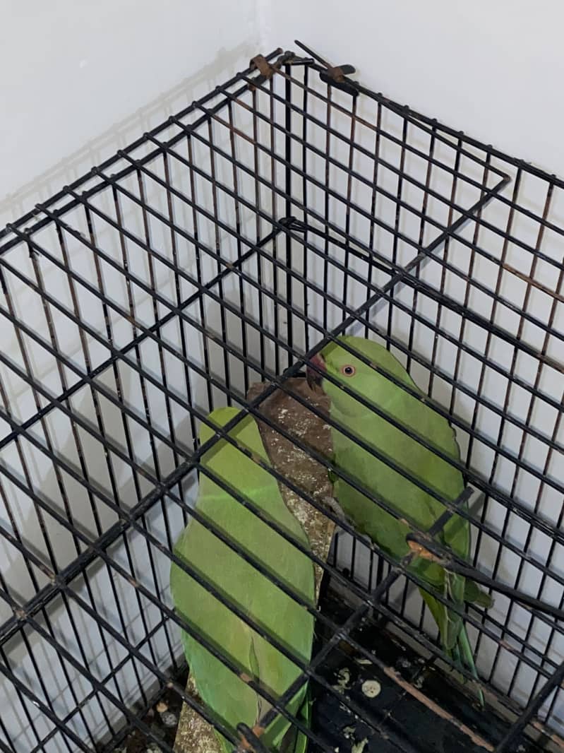 parrot pair 1