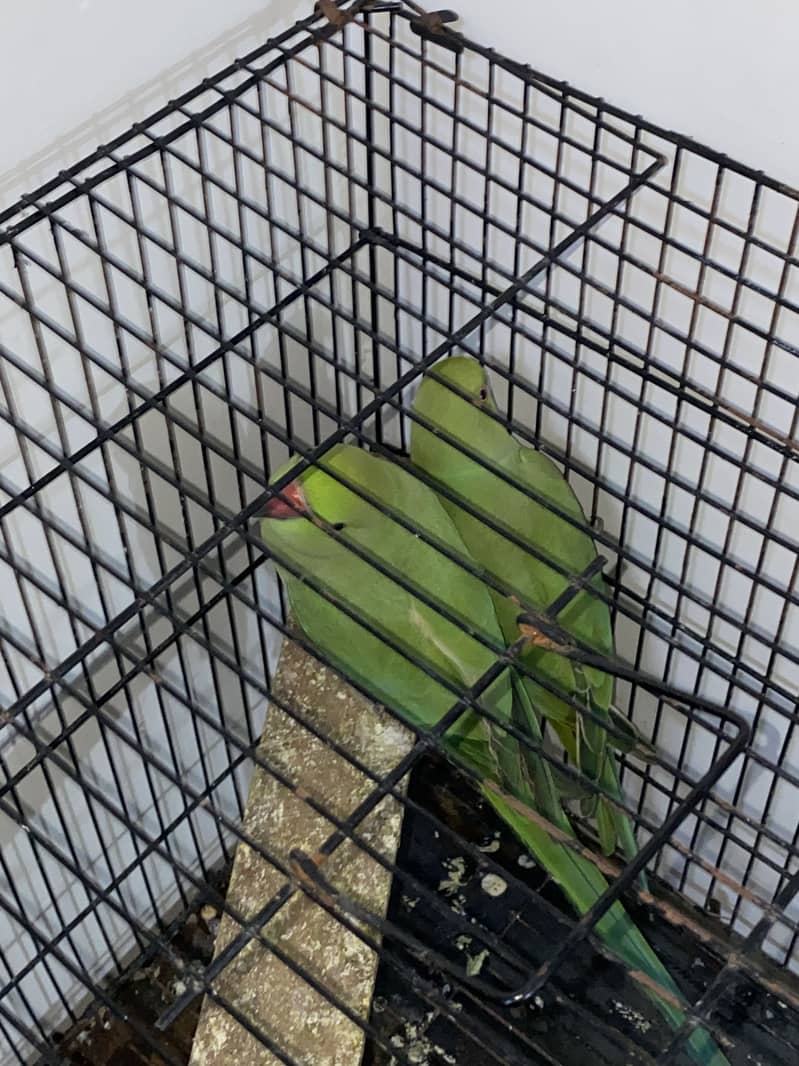 parrot pair 2