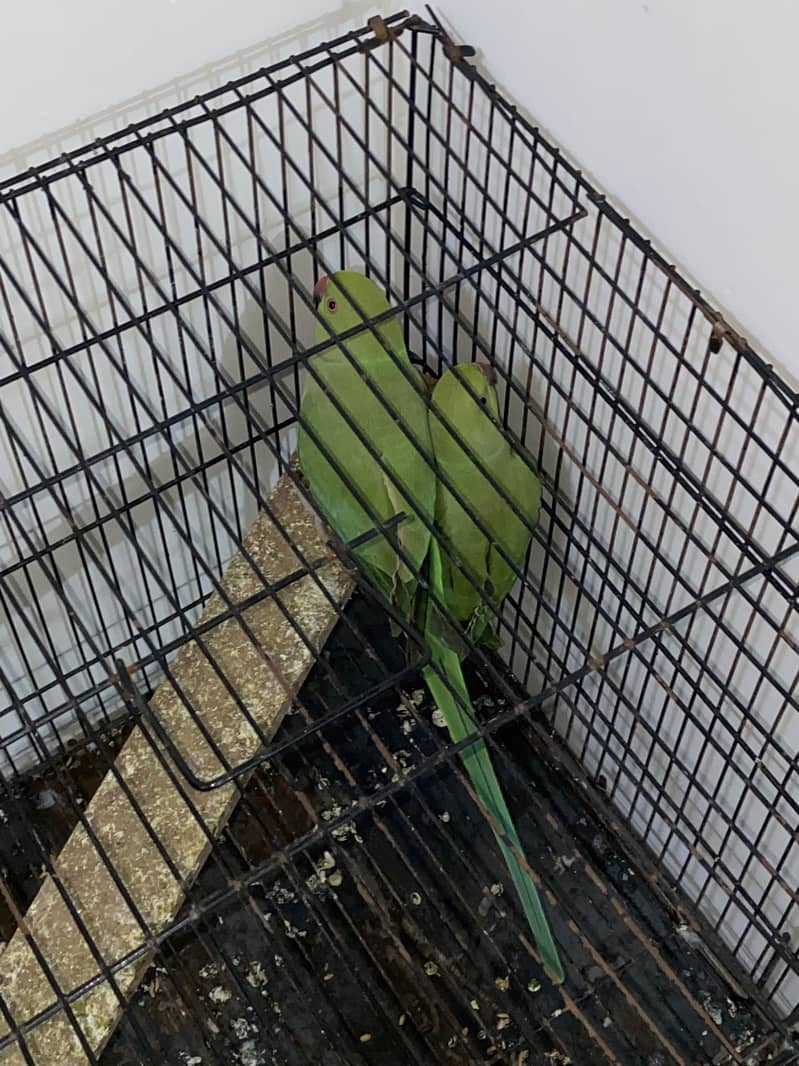 parrot pair 3