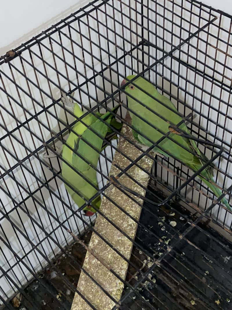 parrot pair 4