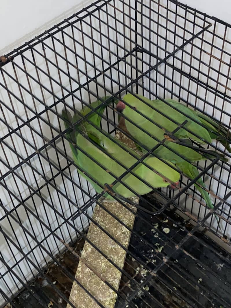 parrot pair 5