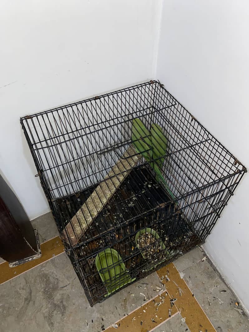 parrot pair 6