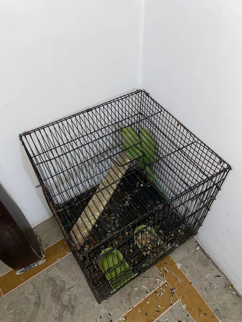 parrot pair 7