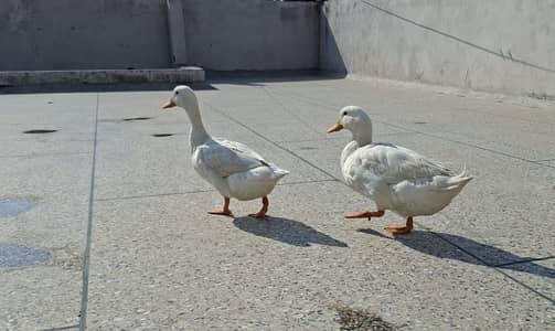 White Ducks for contact on WhatsApp