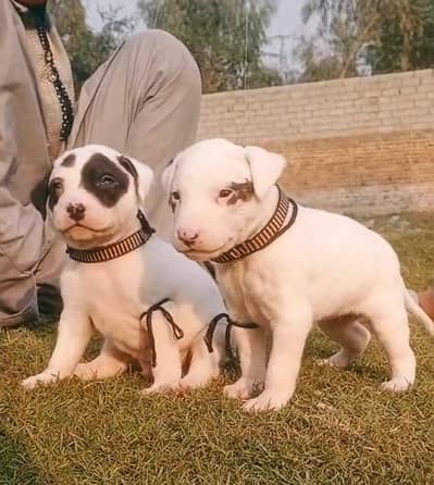 buiiy Dogs pair for sale 2 month Rakhi