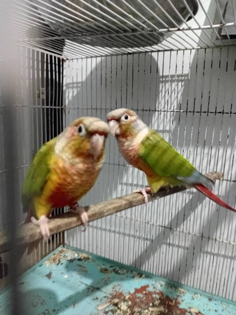 PINEAPPLE CONURE RED FACTOR PAIR 0